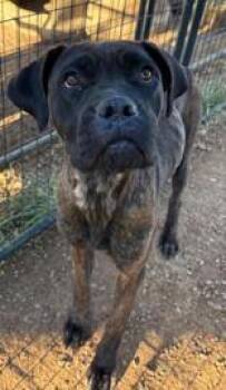 Lilly -  Boxer Dog for Adoption in Munfordville, Kentucky - Lilly | PetCurious