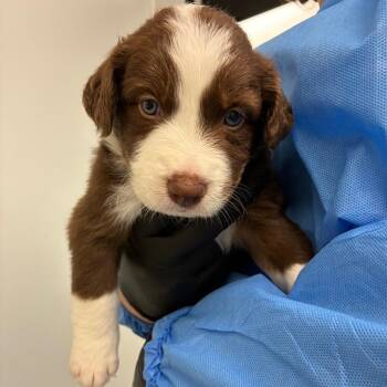 Louie -  Australian Shepherd and Mixed Breed Dog for Adoption in Portland, Oregon - Louie | PetCurious