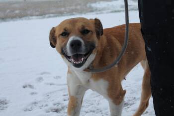 Mixed Breed Dogs Available for Adoption in Mccall, Idaho - Bella | PetCurious