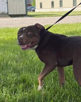 Pit Bull Terrier Dogs Available for Adoption in La Porte, Indiana - Bravo | PetCurious