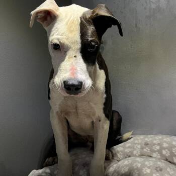 WINFORD -  Pit Bull Terrier and Mixed Breed Dog for Adoption in Greensboro, North Carolina - WINFORD | PetCurious