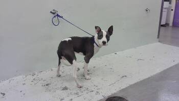 Rescue Staffordshire Bull Terrier Dogs for Adoption in Houston, Texas - A2043183 | PetCurious