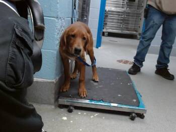 English Coonhound and Mixed Breed Dogs Available for Adoption in Albuquerque, New Mexico - GAIL | PetCurious