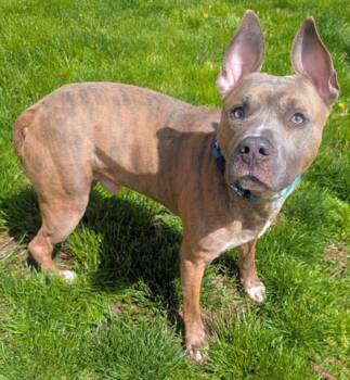 P BUTTER -  Pit Bull Terrier Dog for Adoption in Akron, Ohio - P BUTTER | PetCurious