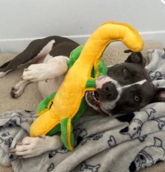 Pit Bull Terrier Dogs Available for Adoption - Lana **Courtesy Post. Out Of Town Pet. See Below For Details** | PetCurious