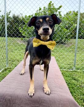 Dewey -  Chihuahua and Mixed Breed Dog for Adoption in Cape Coral, Florida - Dewey | PetCurious