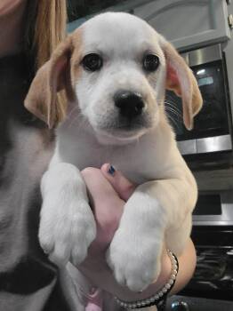 Basset Hound Dogs Available for Adoption in New London, Wisconsin - Brew | PetCurious