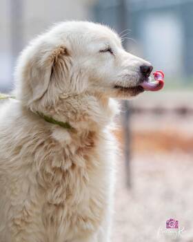 Eden -  Maremma Sheepdog Dog for Adoption in Powhatan, Virginia - Eden | PetCurious