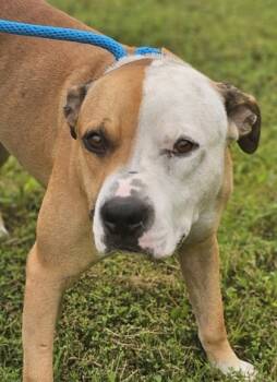 Rescue Mixed Breed Dogs for Adoption in West Chester, Pennsylvania - Harpo Fka Dog 4 | PetCurious