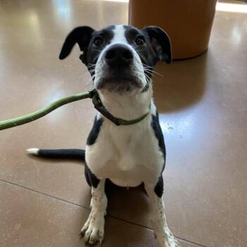 Percy -  Pit Bull Terrier and Mixed Breed Dog for Adoption in Lynchburg, Virginia - Percy | PetCurious