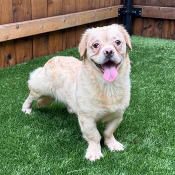 Squishy Fish -  Mixed Breed Dog for Adoption in Naperville, Illinois - Squishy Fish | PetCurious