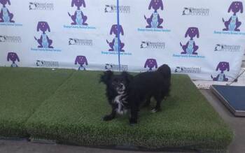 Pomeranian and Mixed Breed Dogs Available for Adoption in Orlando, Florida - GWENN | PetCurious