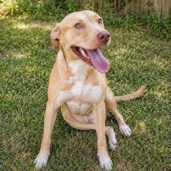 GoldieIn -  Labrador Retriever Dog for Adoption in Houston, Texas - GoldieIn | PetCurious