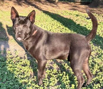 Rescue Shepherd and Black Labrador Retriever Dogs for Adoption in Austin, Texas - Socrates | PetCurious