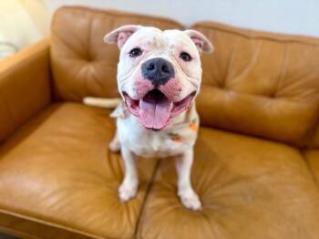 American Bulldog and American Bully Dogs Available for Adoption in Friendswood, Texas - Billy Bob Blockhead Babe | PetCurious