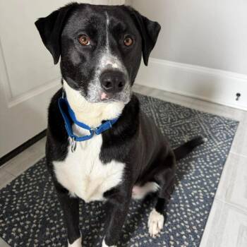 Mixed Breed Dogs Available for Adoption - Hambone Hannah | PetCurious