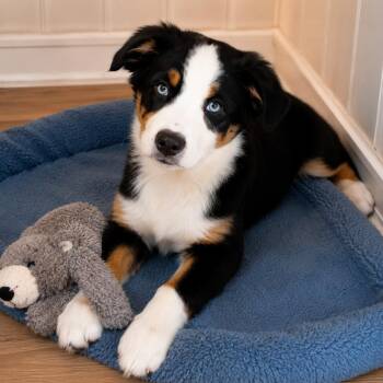 Nibbles - Adorable, Affectionate and loves to Cuddle -  Australian Shepherd Dog for Adoption in Houston, Texas - Nibbles - Adorable, Affectionate And Loves To Cuddle | PetCurious