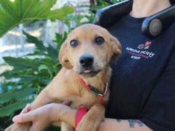 Poppi -  Retriever and Mixed Breed Dog for Adoption in Brunswick, Georgia - Poppi | PetCurious