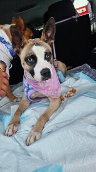 Eli -  Boxer and Pit Bull Terrier Dog for Adoption in Los Angeles, California - Eli | PetCurious