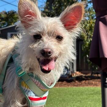 Rescue Terrier and Chihuahua Dogs for Adoption in Pacifica, California - Vanilla | PetCurious