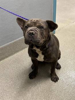 SNORTTINGTON -  American Bulldog and Mixed Breed Dog for Adoption in Las Vegas, Nevada - SNORTTINGTON | PetCurious