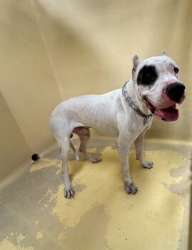 Rescue Dogo Argentino Dogs for Adoption in San Gabriel, California - Aurelio | PetCurious