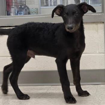 Armand -  Mixed Breed Dog for Adoption in Fredericksburg, Virginia - Armand | PetCurious