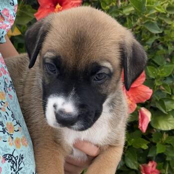 Alder -  German Shepherd Dog and Mixed Breed Dog for Adoption in Oceanside, California - Alder | PetCurious
