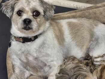 Rescue Shih Tzu Dogs for Adoption in Chatham, Ontario - Louis | PetCurious