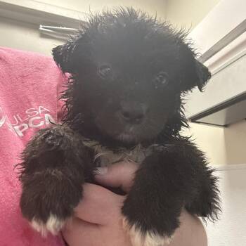 Mixed Breed Dogs Available for Adoption in Tulsa, Oklahoma - Sarah Jessica Barker | PetCurious