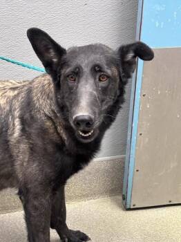 Belgian Shepherd Malinois Dogs Available for Adoption in Las Vegas, Nevada - VALLEY | PetCurious