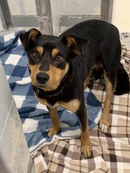 Lumi -  Rottweiler and Australian Kelpie Dog for Adoption in Maple Ridge, British Columbia - Lumi | PetCurious