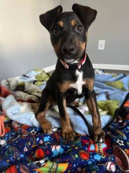 Australian Shepherd and Terrier Dogs Available for Adoption in Muskego, Wisconsin - Frito The Sweetest Puppy! | PetCurious