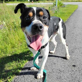 Chevy -  Hound and Mixed Breed Dog for Adoption in Dover, New Hampshire - Chevy | PetCurious