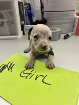 Khloe -  Pit Bull Terrier and Mixed Breed Dog for Adoption in Gainesville, Florida - Khloe | PetCurious