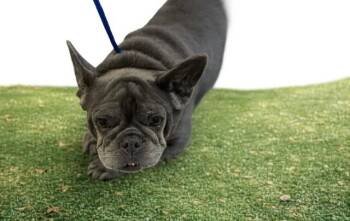 French Bulldog Dogs Available for Adoption in Doral, Florida - SONIA | PetCurious
