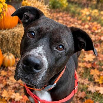 Boo -  Pit Bull Terrier and Labrador Retriever Dog for Adoption in Cedar Mountain, North Carolina - Boo | PetCurious