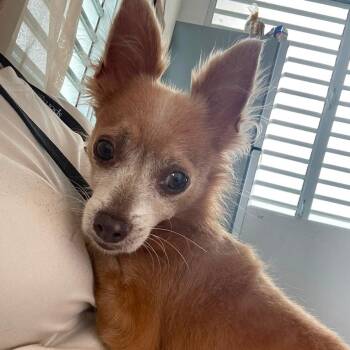 Tomato - The Pocket Pup -  Chihuahua Dog for Adoption in Carolina, Carolina - Tomato - The Pocket Pup | PetCurious