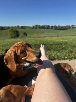 Neo Freegle -  Beagle Dog Available for Adoption in Waunakee, Wisconsin - Neo Freegle | PetCurious