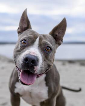 Rescue Staffordshire Bull Terrier Dogs for Adoption in San Diego, California - Zelda | PetCurious