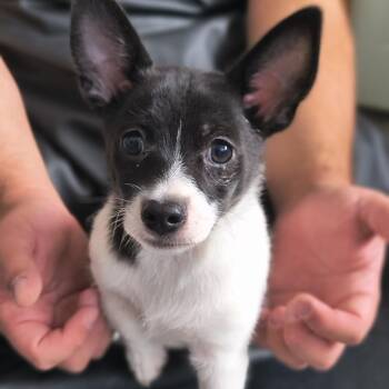 Ruckus -  Chihuahua Dog for Adoption in Moses Lake, Washington - Ruckus | PetCurious