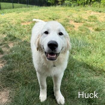 Great Pyrenees Dogs Available for Adoption in Spring Hill, Tennessee - Finn | PetCurious