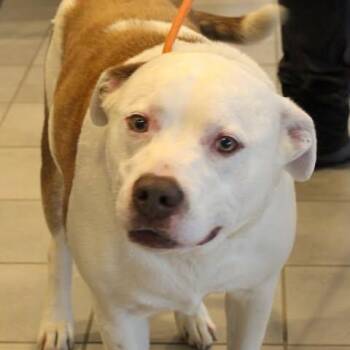 26-00680 CHASE -  Pit Bull Terrier Dog for Adoption in Fredericksburg, Virginia - 26-00680 CHASE | PetCurious