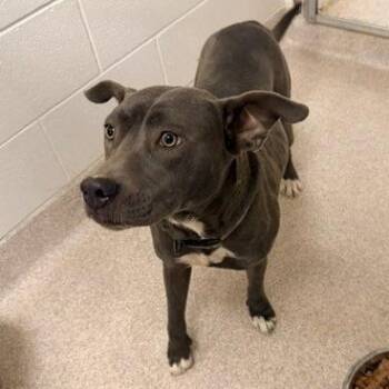 Princess -  Pit Bull Terrier Dog for Adoption in Horn Lake, Mississippi - Princess | PetCurious