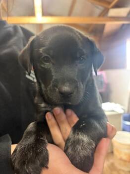Labrador Retriever and Rottweiler Dogs Available for Adoption - Krista