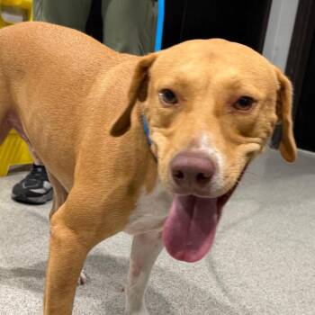 Tanner -  Hound and Mixed Breed Dog for Adoption in Tampa, Florida - Tanner | PetCurious