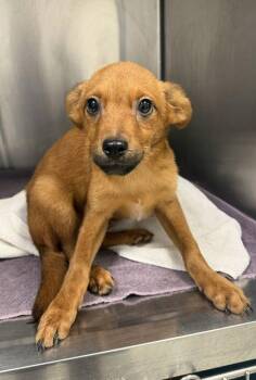 Jiminey -  Mixed Breed Dog for Adoption in Kansas City, Missouri - Jiminey | PetCurious