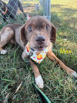 Max -  Mixed Breed Dog for Adoption in Harrodsburg, Kentucky - Max | PetCurious