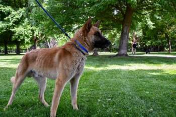 Joker -  Belgian Shepherd Malinois and German Shepherd Dog Dog for Adoption in Yakima, Washington - Joker | PetCurious