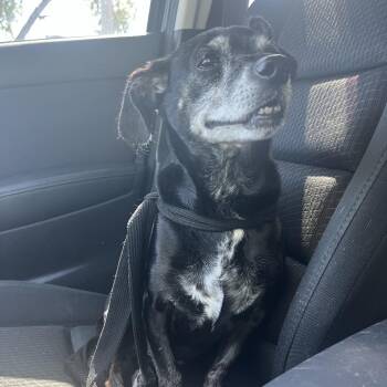 Chihuahua and Dachshund Dogs Available for Adoption in Greensboro, North Carolina - Edwin | PetCurious